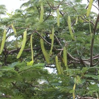 <i>Delonix regia</i>  (Bojer ex Hook.) Raf.